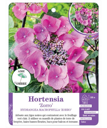 HYDRANGEA MACROPHYLLA ZORRO voir Hortensia