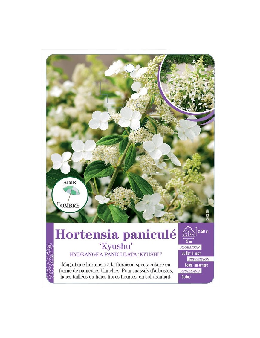 HYDRANGEA PANICULATA KYUSHU voir Hortensia paniculé