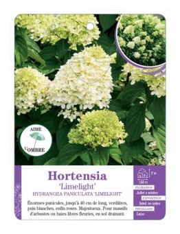 HYDRANGEA PANICULATA LIMELIGHT voir Hortensia