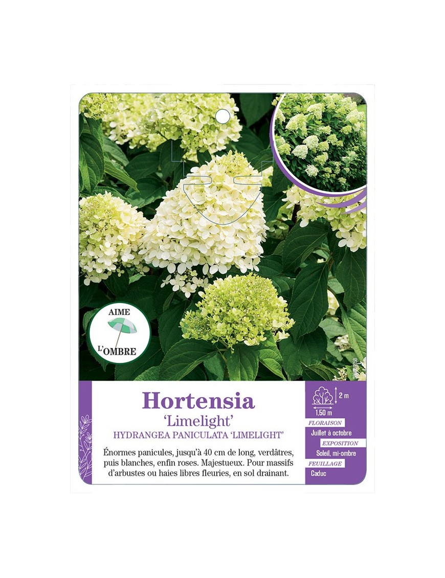 HYDRANGEA PANICULATA LIMELIGHT voir Hortensia