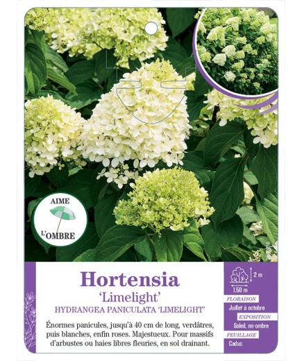 HYDRANGEA PANICULATA LIMELIGHT voir Hortensia
