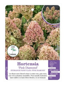 HYDRANGEA PANICULATA PINK DIAMOND voir Hortensia