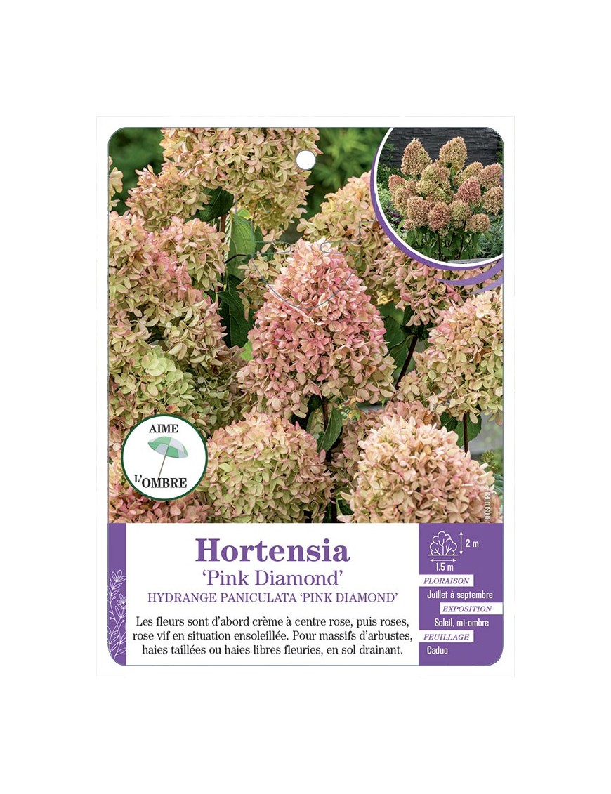 HYDRANGEA PANICULATA PINK DIAMOND voir Hortensia