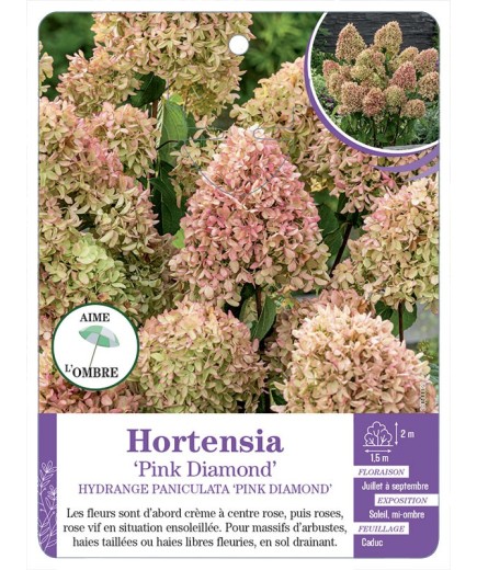 HYDRANGEA PANICULATA PINK DIAMOND voir Hortensia