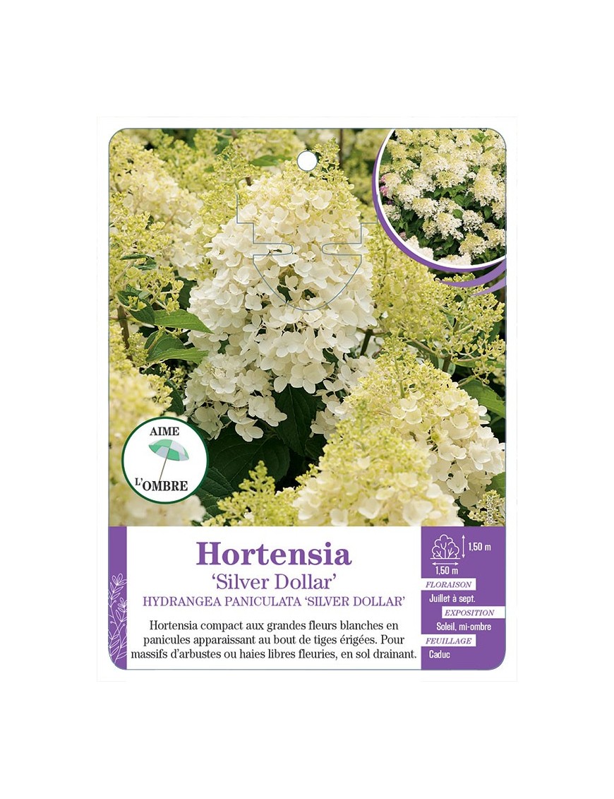 HYDRANGEA PANICULATA SILVER DOLLAR voir Hortensia