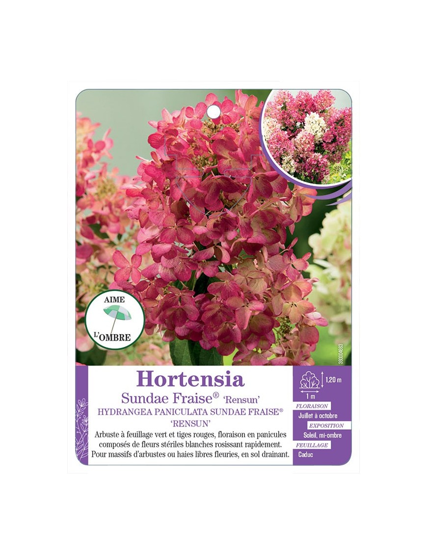 HYDRANGEA PANICULATA SUNDAE FRAISE® RENSUN voir Hortensia