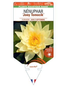 NYMPHAEA Joey Tomocik voir NÉNUPHAR