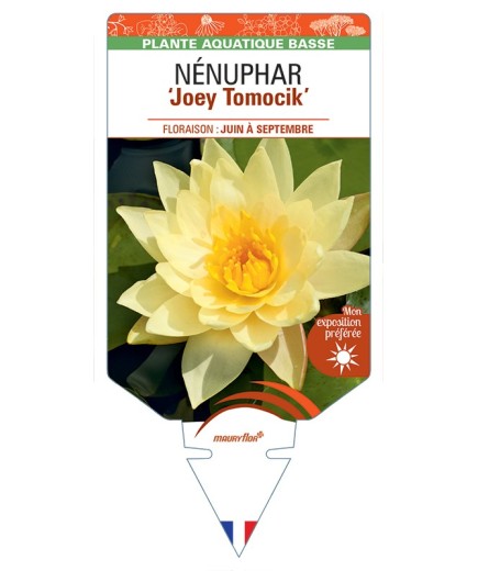 NYMPHAEA Joey Tomocik voir NÉNUPHAR