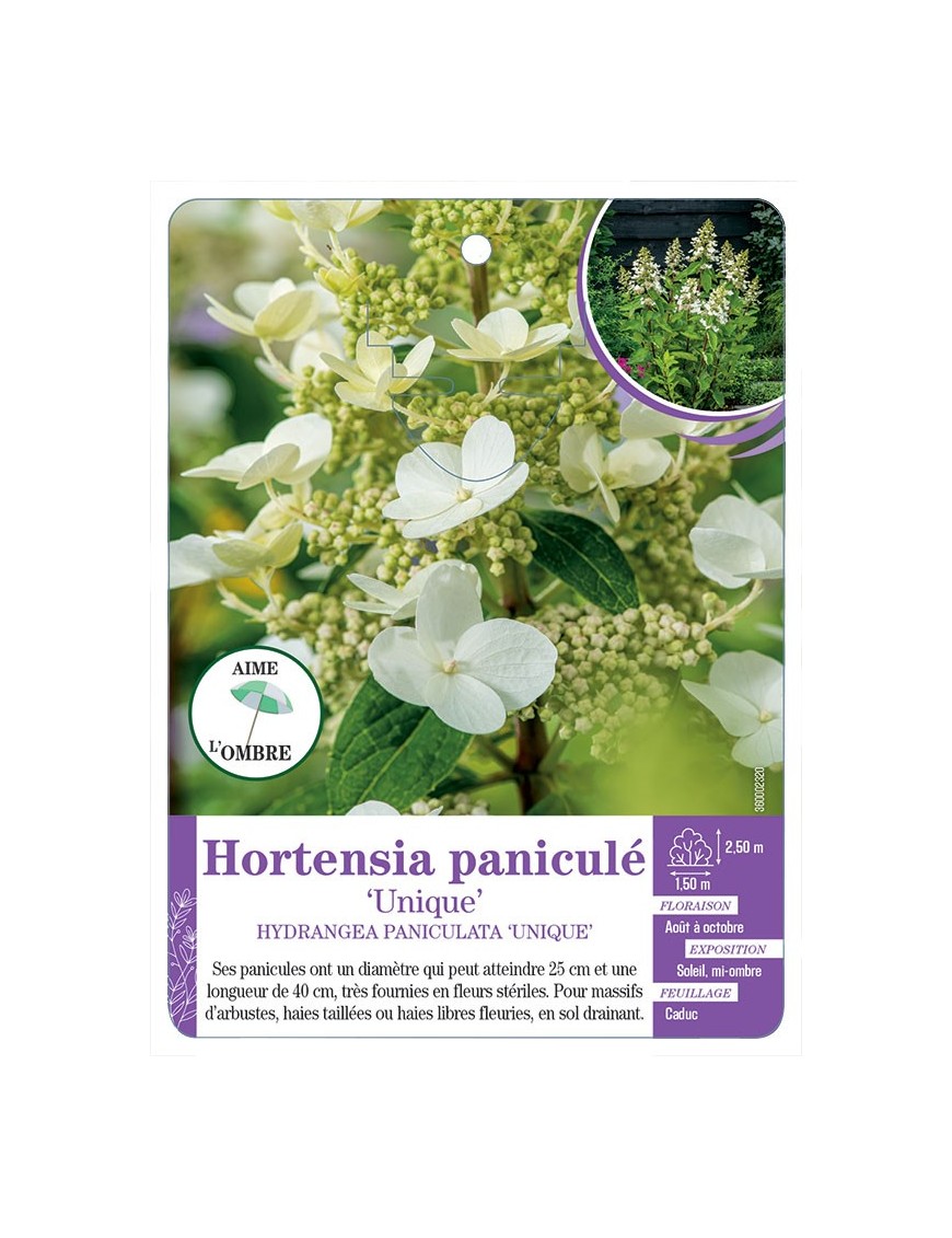HYDRANGEA PANICULATA UNIQUE voir Hortensia paniculé