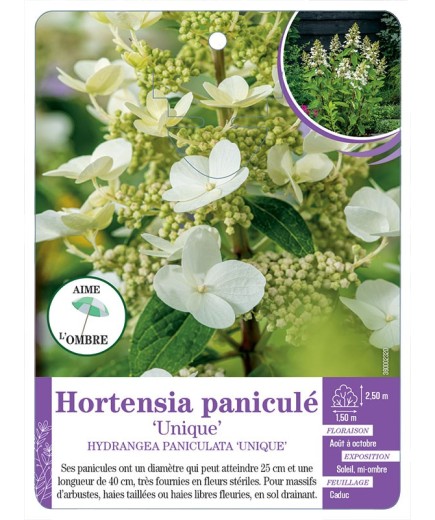 HYDRANGEA PANICULATA UNIQUE voir Hortensia paniculé