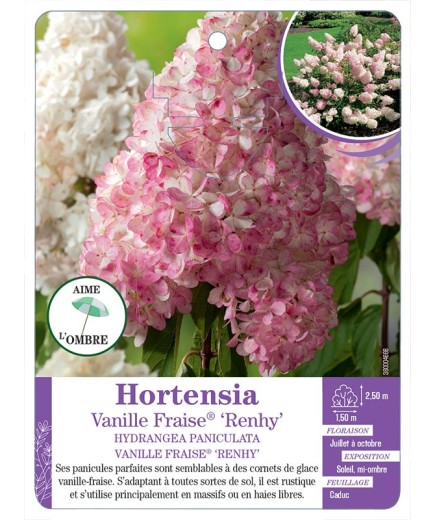 HYDRANGEA PANICULATA VANILLE FRAISE® RENHY voir Hortensia