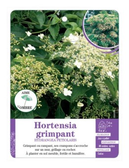 HYDRANGEA PETIOLARIS voir Hortensia grimpant