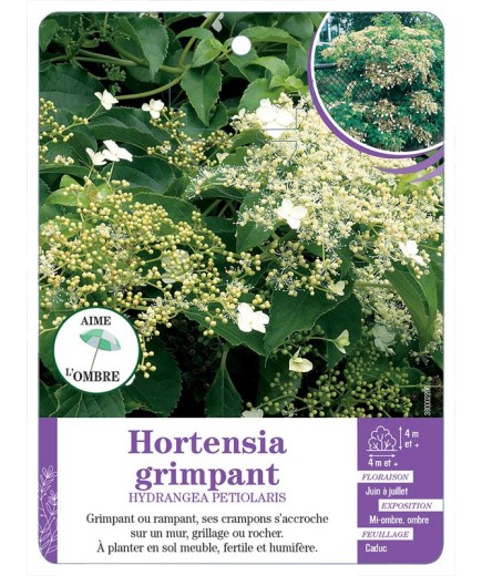 HYDRANGEA PETIOLARIS voir Hortensia grimpant