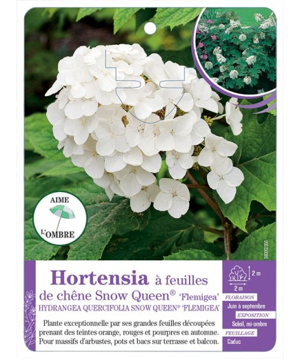 HYDRANGEA QUERCIFOLIA SNOW QUEEN voir Hortensia à feuilles de chêne