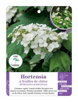 HYDRANGEA QUERCIFOLIA voir Hortensia à feuilles de chêne