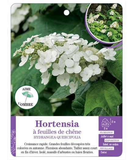 HYDRANGEA QUERCIFOLIA voir Hortensia à feuilles de chêne