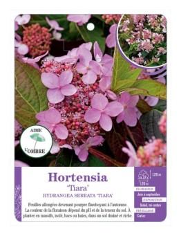 HYDRANGEA SERRATA TIARA voir Hortensia