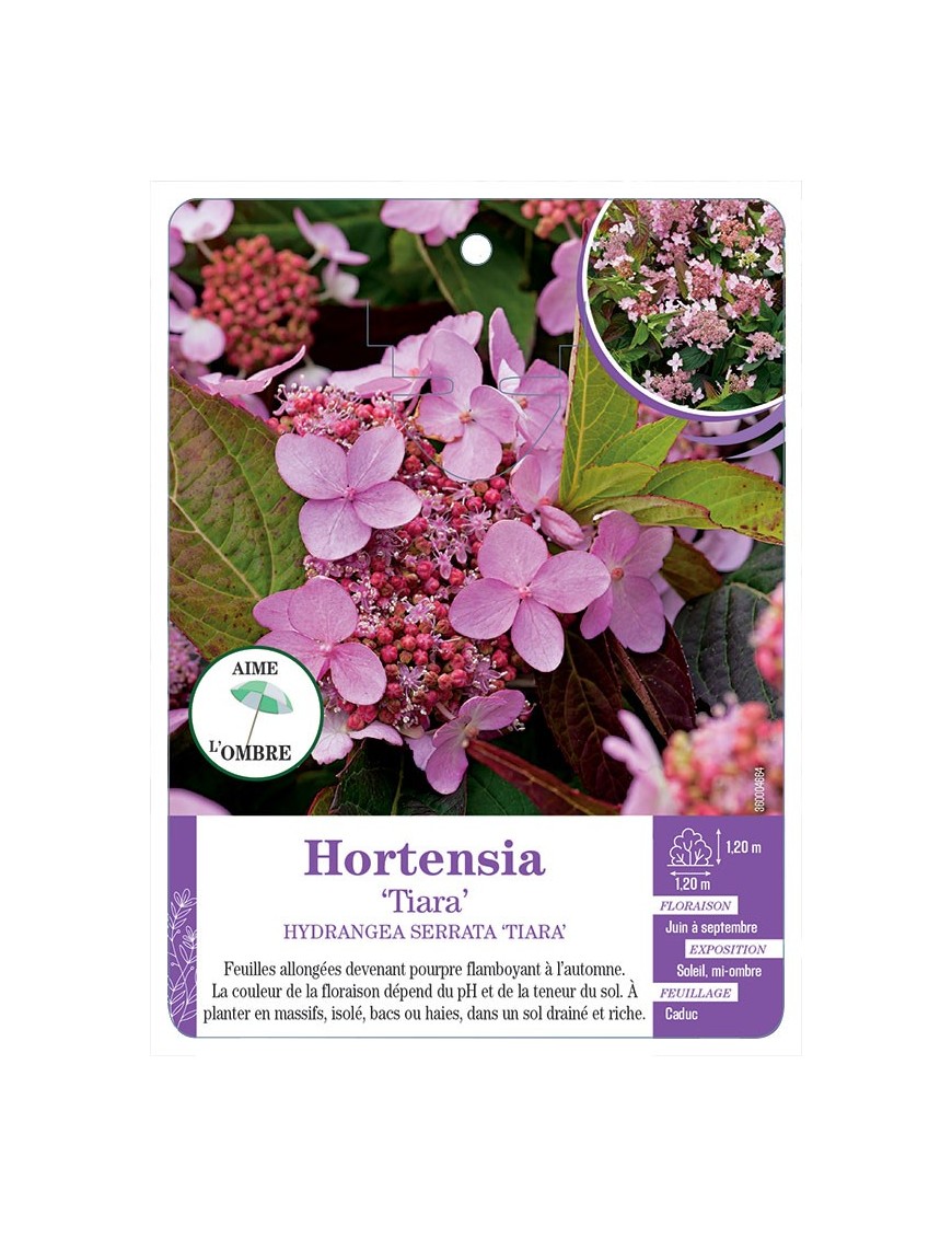 HYDRANGEA SERRATA TIARA voir Hortensia