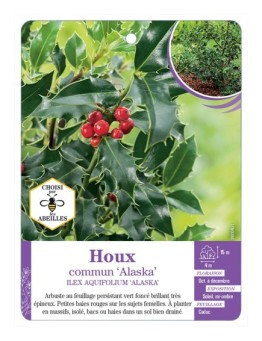 ILEX AQUIFOLIUM ALASKA voir Houx commun