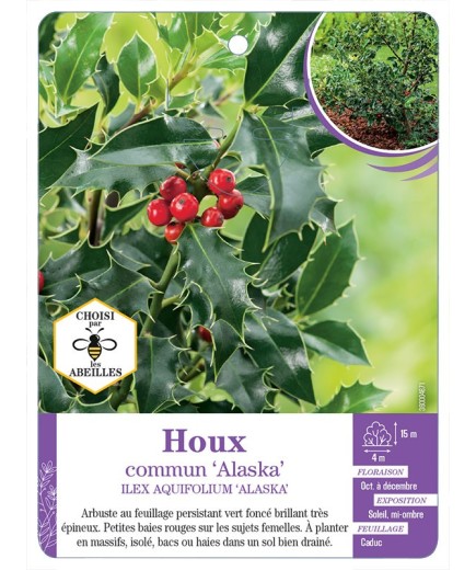 ILEX AQUIFOLIUM ALASKA voir Houx commun