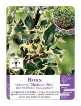 ILEX AQUIFOLIUM MADAME BRIOT voir Houx commun