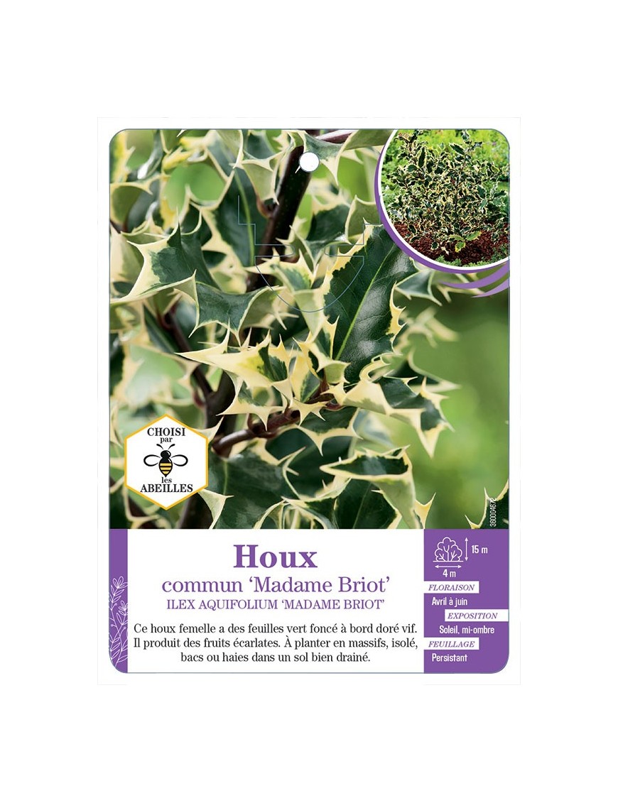 ILEX AQUIFOLIUM MADAME BRIOT voir Houx commun