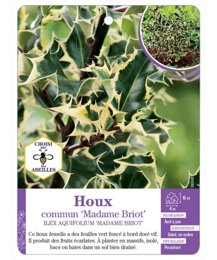 ILEX AQUIFOLIUM MADAME BRIOT voir Houx commun