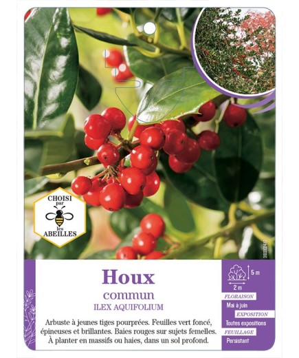 ILEX AQUIFOLIUM voir Houx commun