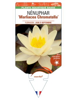 NYMPHAEA Marliacea Chromatella voir NÉNUPHAR