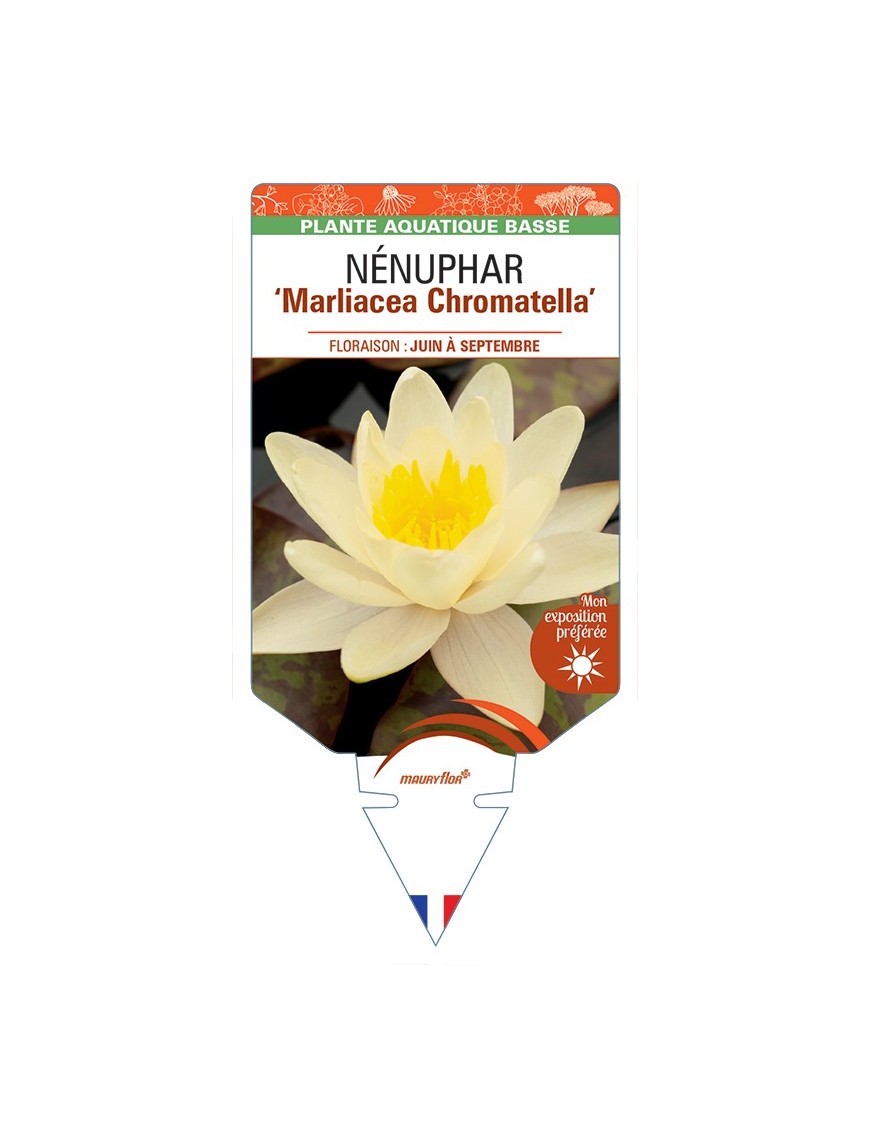 NYMPHAEA Marliacea Chromatella voir NÉNUPHAR