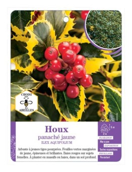 ILEX AQUIFOLIUM voir Houx panaché jaune