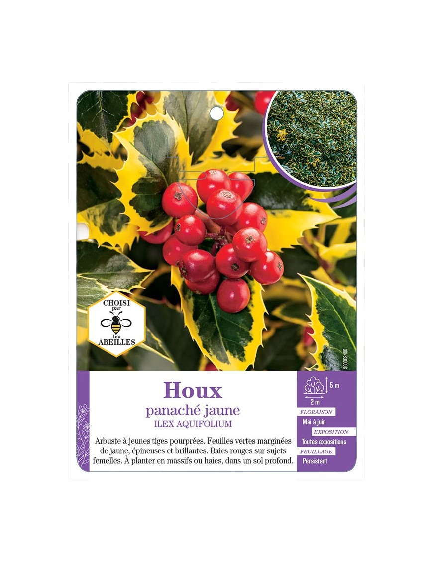 ILEX AQUIFOLIUM voir Houx panaché jaune