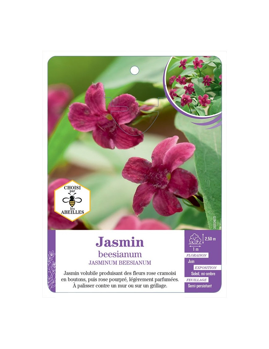 JASMINUM BEESIANUM voir Jasmin