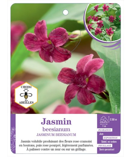 JASMINUM BEESIANUM voir Jasmin