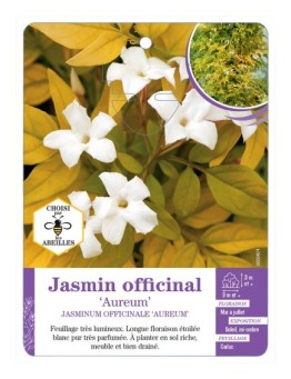 JASMINUM OFFICINALE AUREUM voir Jasmin officinal