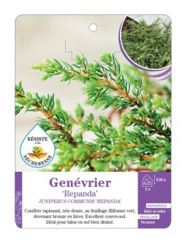 JUNIPERUS COMMUNIS REPANDA voir Genévrier