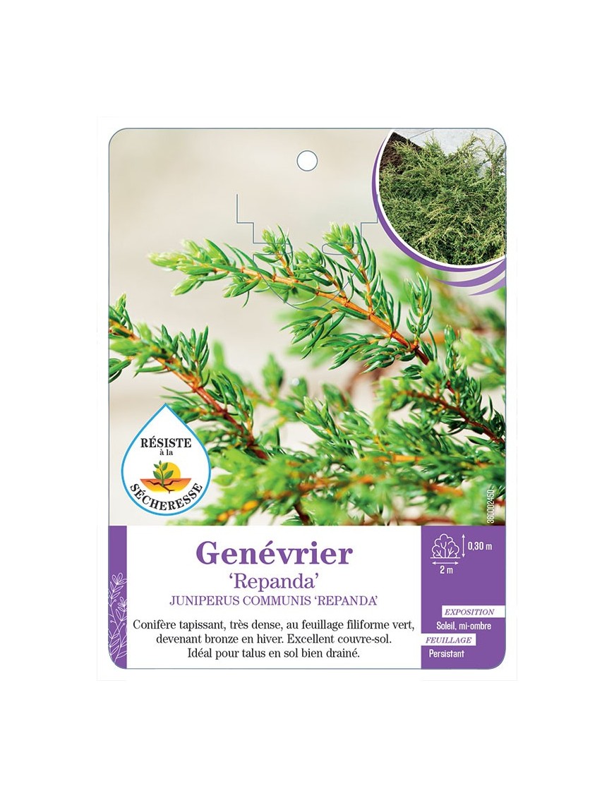 JUNIPERUS COMMUNIS REPANDA voir Genévrier