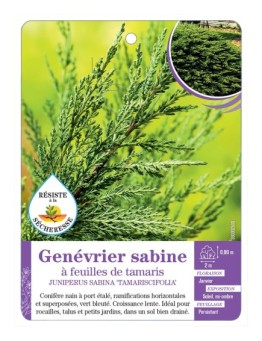 JUNIPERUS SABINA TAMARISCIFOLIA voir Genévrier sabine à feuilles de tamaris