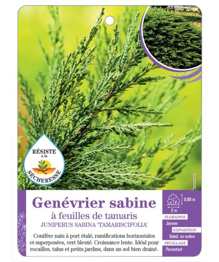 JUNIPERUS SABINA TAMARISCIFOLIA voir Genévrier sabine à feuilles de tamaris