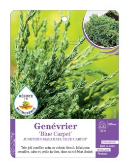 JUNIPERUS SQUAMATA BLUE CARPET voir Genévrier