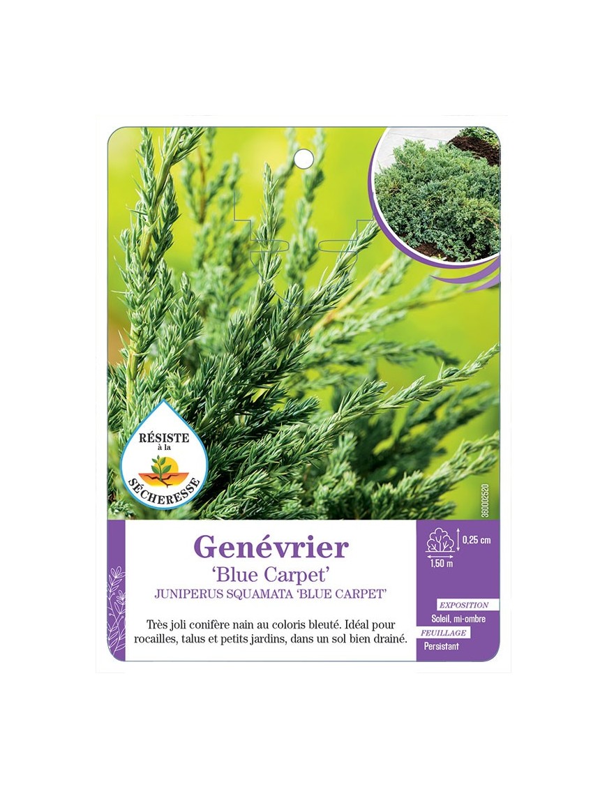 JUNIPERUS SQUAMATA BLUE CARPET voir Genévrier
