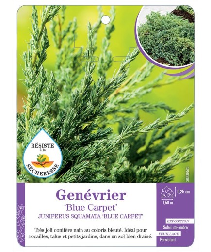 JUNIPERUS SQUAMATA BLUE CARPET voir Genévrier