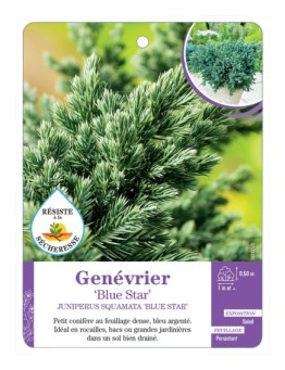 JUNIPERUS SQUAMATA BLUE STAR voir Genévrier