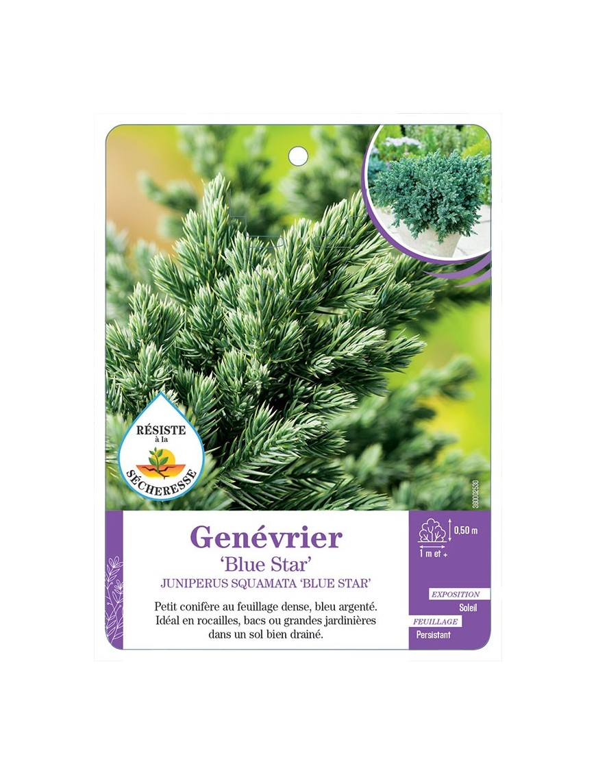 JUNIPERUS SQUAMATA BLUE STAR voir Genévrier