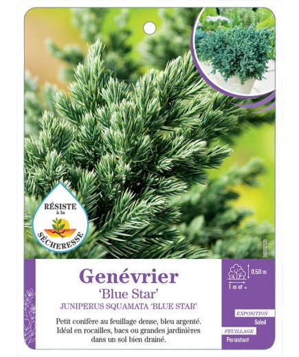JUNIPERUS SQUAMATA BLUE STAR voir Genévrier