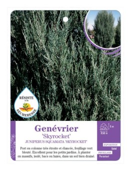 JUNIPERUS SQUAMATA SKYROCKET voir Genévrier
