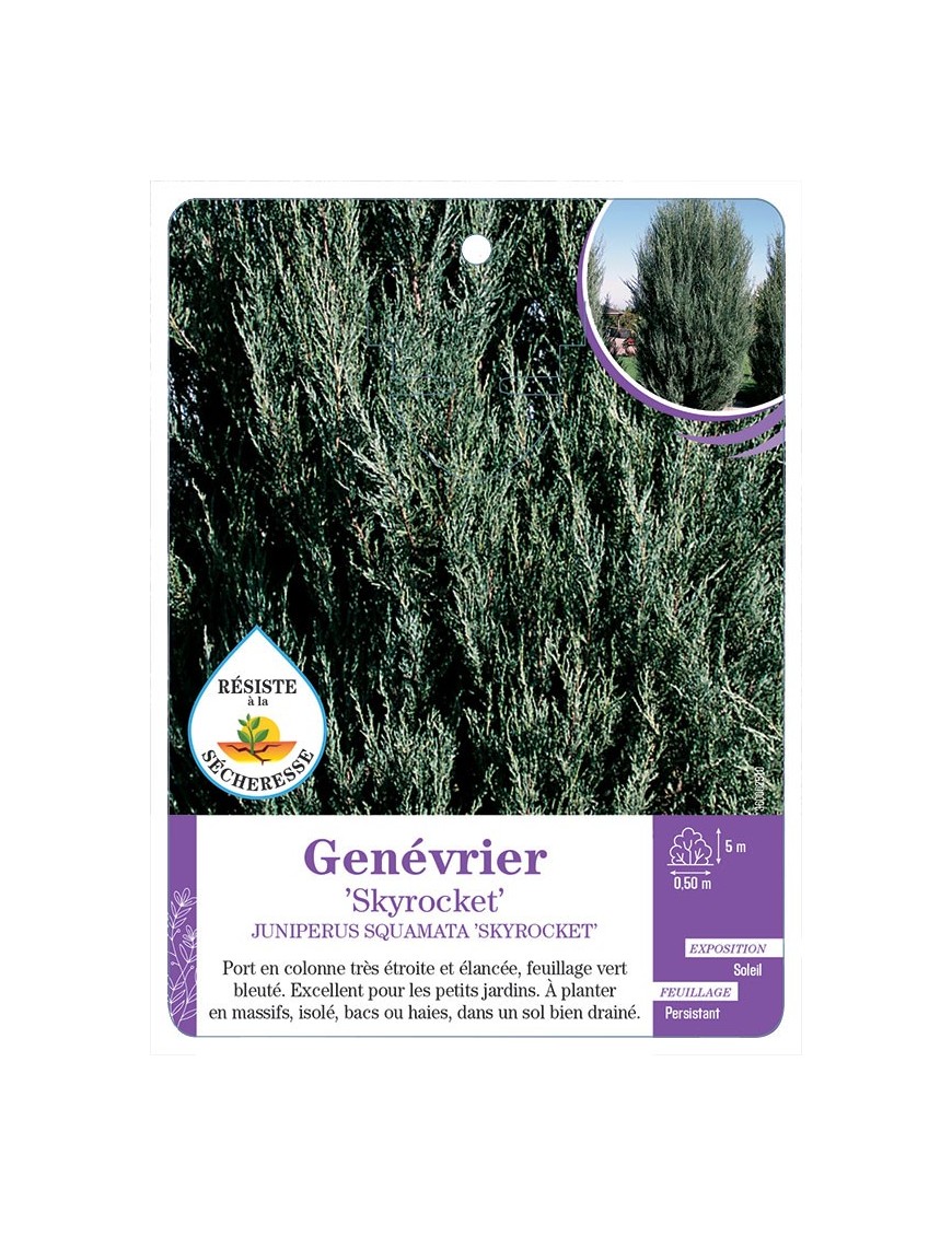 JUNIPERUS SQUAMATA SKYROCKET voir Genévrier