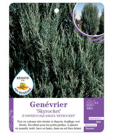 JUNIPERUS SQUAMATA SKYROCKET voir Genévrier