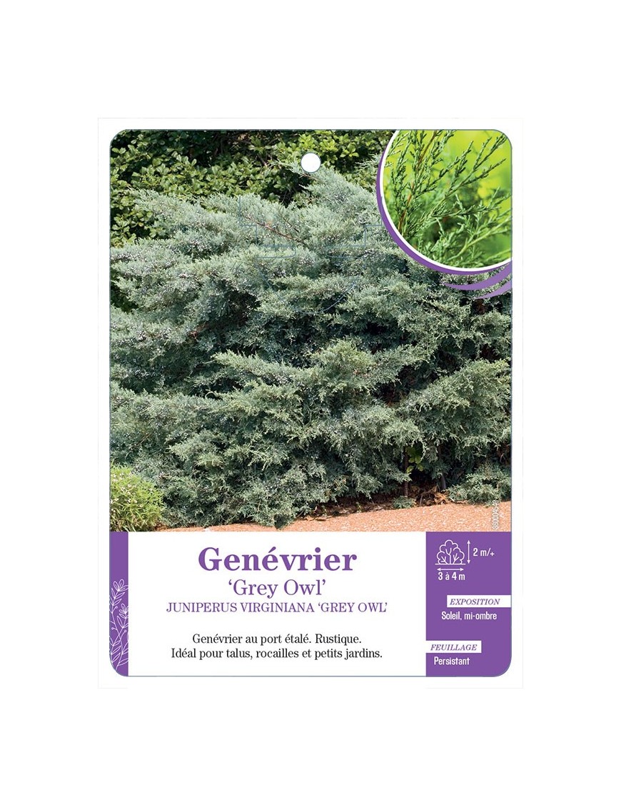 JUNIPERUS VIRGINIANA GREY OWL voir Genévrier