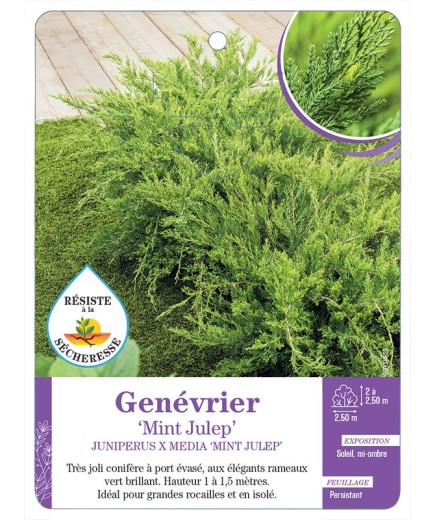 JUNIPERUS X MEDIA MINT JULEP voir Genévrier